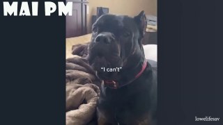 Best FUNNY DOG Videos