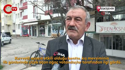 Aralık ayında erik ağacı çiçek açtı