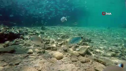 ‘Boksör’ ahtapot Kerim Can