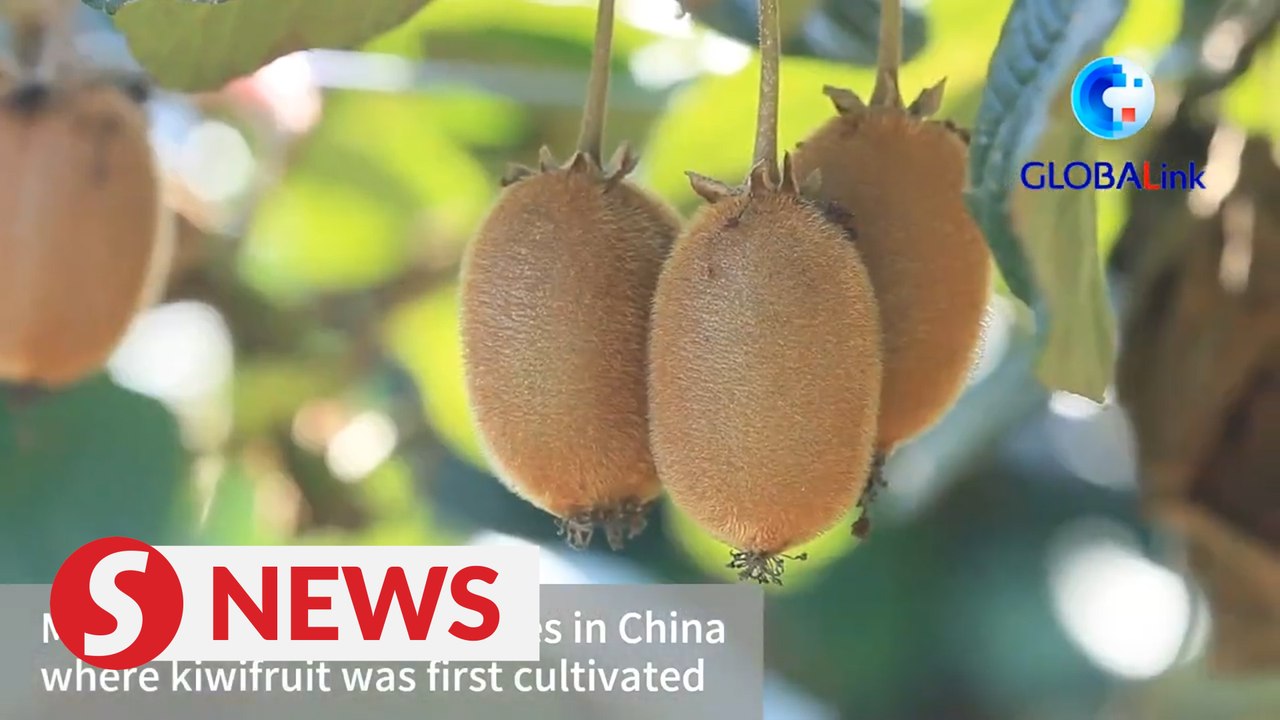 Kiwifruits sweeten life in northwest China county