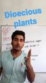 Dioecious plants | Dioecious plants in Hindi | Dioecious plants biology | what is Dioecious plants #cityclasses