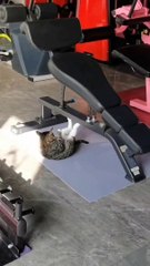 Exercices pour la presse Exercises for The press