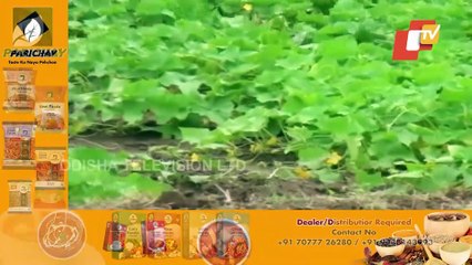 Crop Damage Assessment Will Be Done Within One Week After Cyclone : SRC