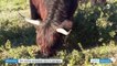 Environnement : des vaches écossaises pâturent la garrigue