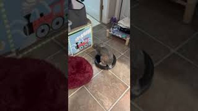 Rabbit Rides Around on Robot Vacuum