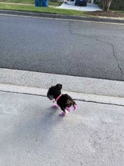 Happy Two-Legged Puppy