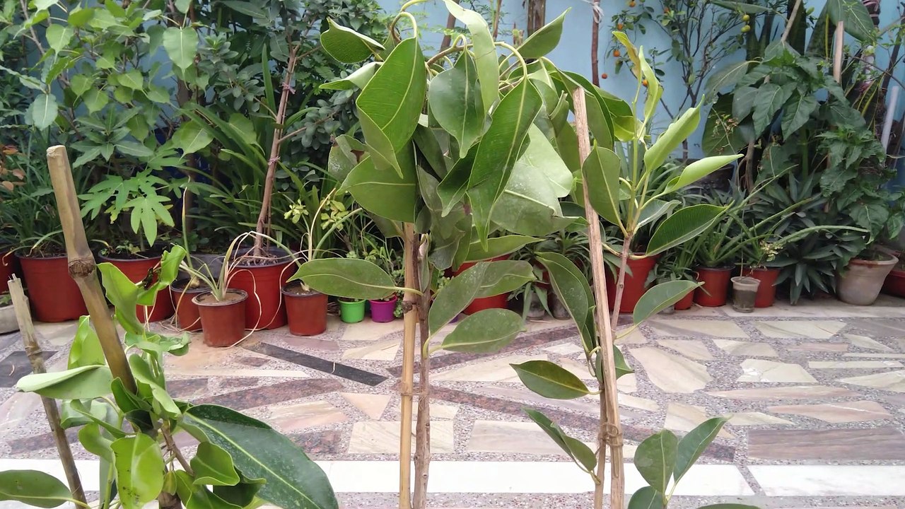 Grafted Thai Jamun Plants | Unboxing