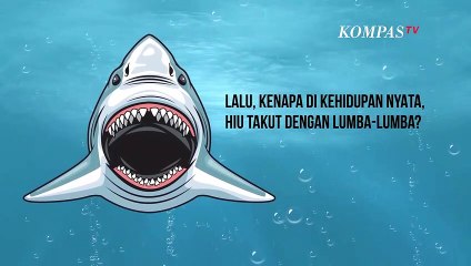 Ternyata, Hiu Takut dengan Lumba-Lumba, Kok Bisa?
