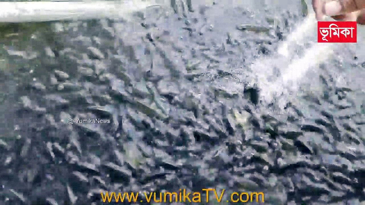 biofloc fish farming in bangladesh | বায়োফ্লক প্রযুক্তিতে অল্পদিনেই মাছ চাষে অসামান্য সাফল্যের  | Vumika Agro | | Vumika TV