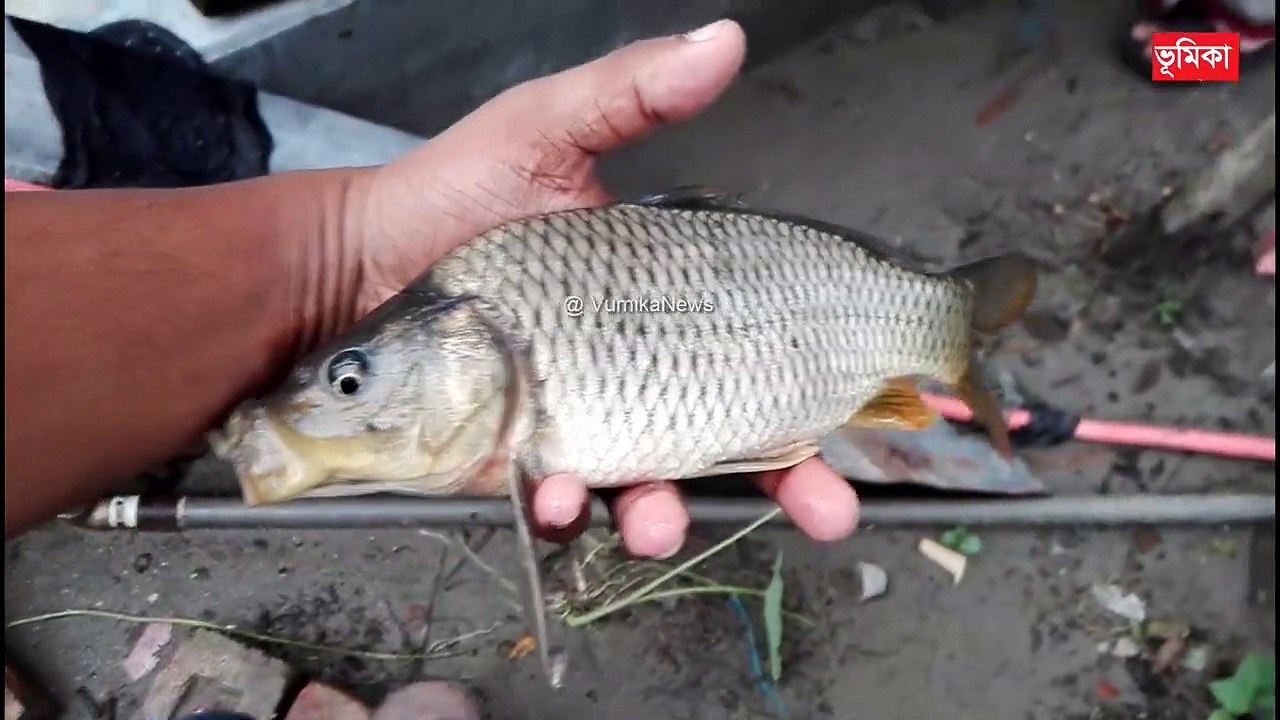 Fish Farming Business in India | মাছের পোনা বিক্রয় রিভিও | Vumika agro |  Vumika TV
