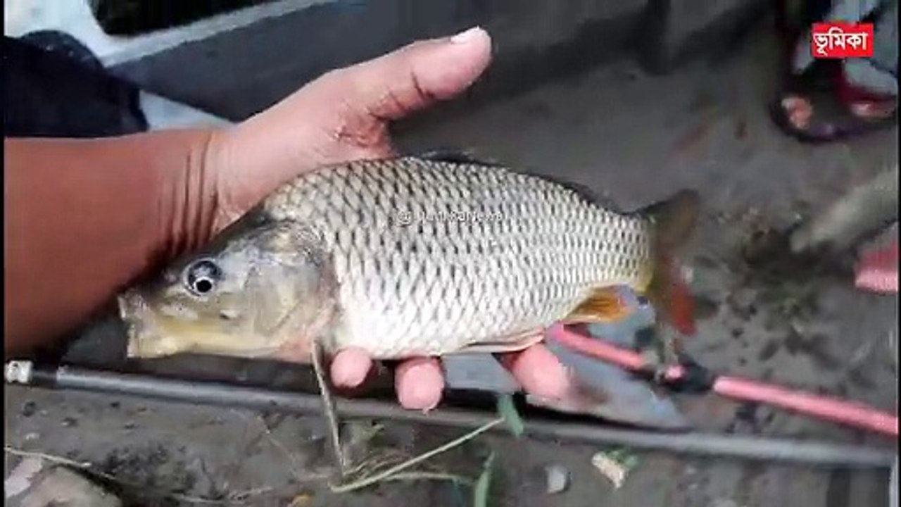 Fish Farming Business in India | মাছের পোনা বিক্রয় রিভিও_|_Fish Fram | Vumika agro  |  Vumika TV