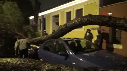 Aydın'da yağmurla birlikte devrilen çam ağacı, araçları hurdaya çevirdi