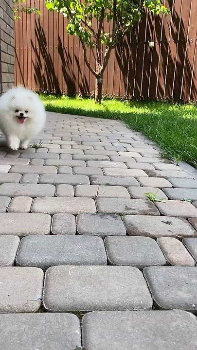 Dog Walking Outside the House