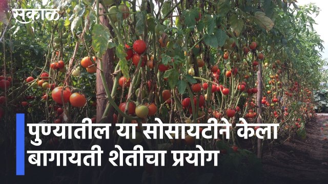 Pune l पुण्यातील या सोसायटीने केला बागायती शेतीचा प्रयोग, पहा विडिओ l Sakal