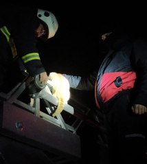 Son dakika gündem: ELEKTRİK DİREĞİNDE MAHSUR KALAN KEDİYİ İTFAİYE KURTARDI