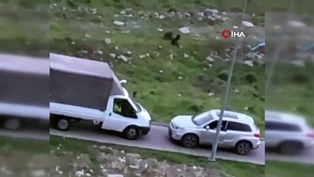 İstanbul trafiğinde bir garip ''keçi inadı'' anı...