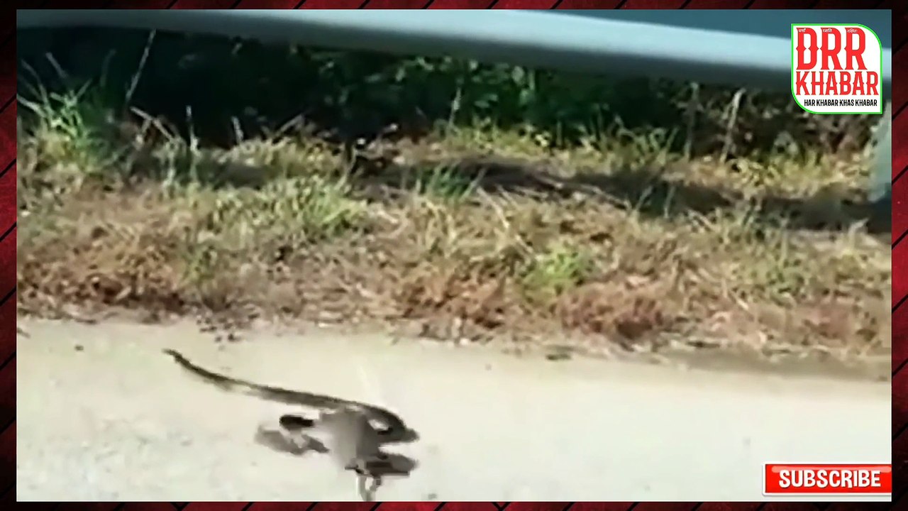 mother emotional video । maa kya hoti hai । maa kya hoti hai status । mother emotional video in hindi । animal mother save her baby । mom animal saves her baby । animal mother protecting babies । animal mother and baby love । rat vs snake rat wins । viral