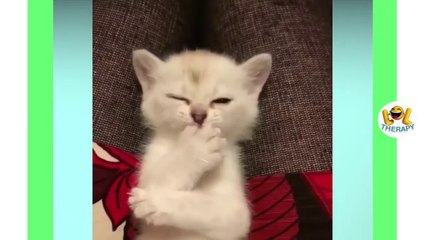 Cute kittens meowing compilation