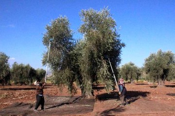 Kilis'te zeytinyağı fabrikaları tam kapasite çalışıyor