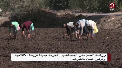 زراعة القمح على المصاطب ..تجربة جديدة لزيادة الإنتاجية وتوفير المياه بالشرقية