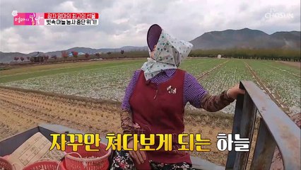 쏟아지는 빗줄기에 결국 마늘 농사 중단ㅠㅠ TV CHOSUN 20211205 방송