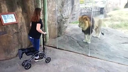 This Lion really wants her scooter...Really can ride?