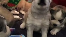 Cute husky puppy cries