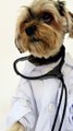 Beware Corona!!! Our Doggy Doctor has arrived!