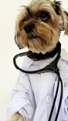 Beware Corona!!! Our Doggy Doctor has arrived!