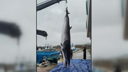 그물에 걸려 죽는 고래 한 해 수백 마리..."제도 보완 시급" / YTN