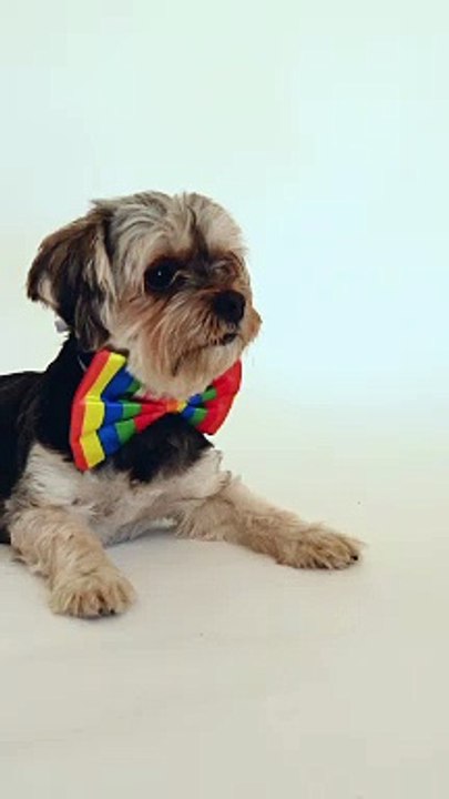 A dog's reaction on being asked, "When will the lockdown end?"