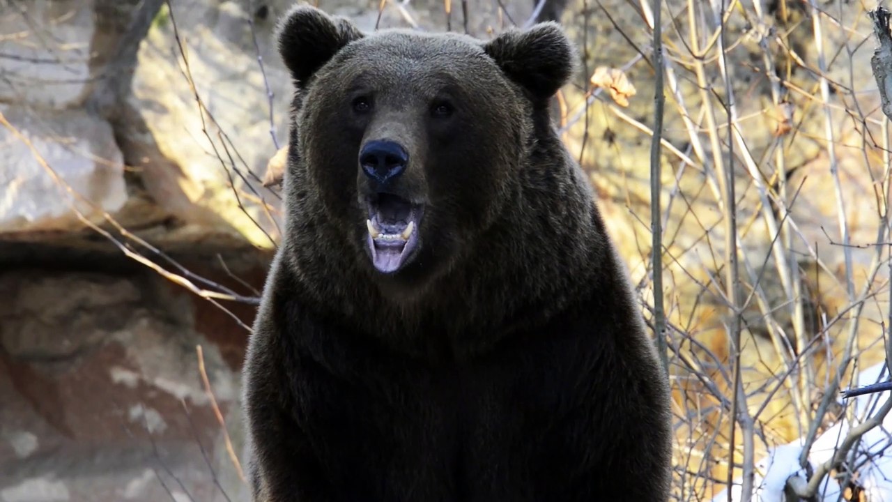 Die Bären im Alpenzoo