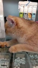 Close-Up View of an Orange Tabby Cat