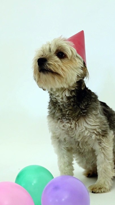 This dog is all ready for the forthcoming Christmas eve! Party mode ON