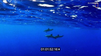 "A ciência mostra-nos que se nada fizermos, vamos continuar a degradar o oceano"