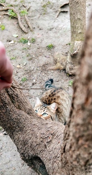 Playing with a Cat