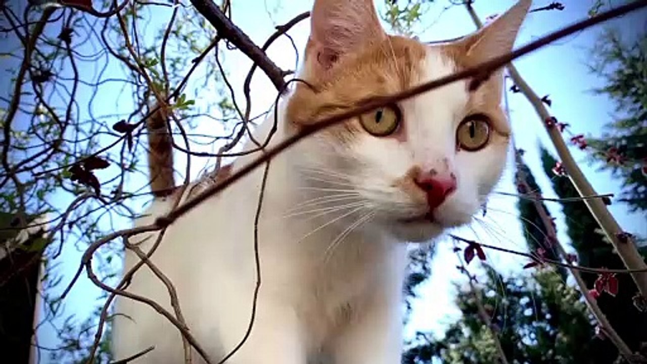 Closeup Video Of a Cat
