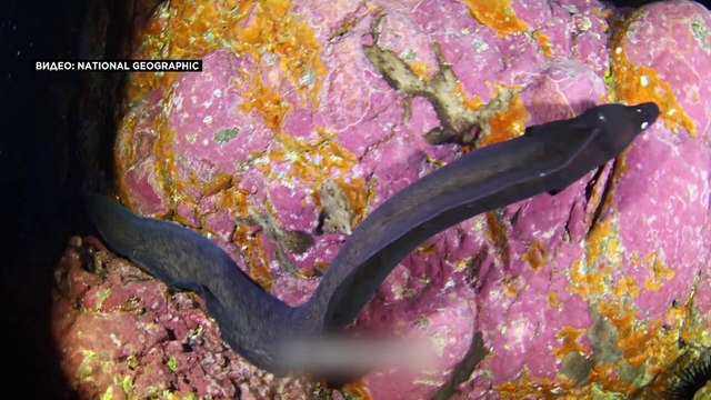 Португальские острова Селваженш стали крупнейшим морским заповедником Европы