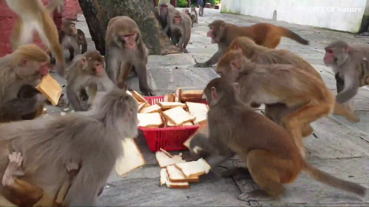 feeding poor homeless mom on the way -- monkey eat fresh bread_Full-HD