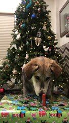 Ce chien adore son cadeau de Noël !