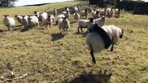 Ce mouton adore faire de la balançoire