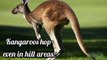 Why do kangaroos hop instead of walking.