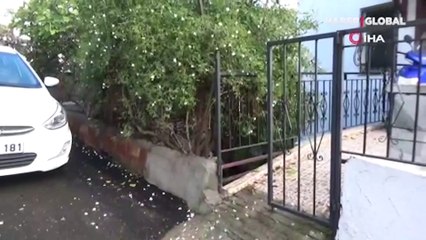 Bodrum'un yeni kabusu! Sabah dışarı çıkan şoke oluyor