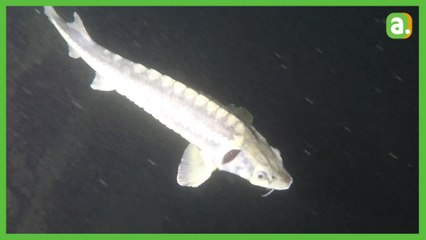 Face à face avec l'esturgeon et le brochet