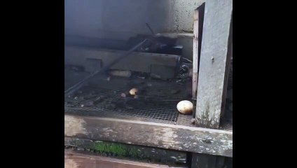 Jiboia resgatada no Gama por policiais militares