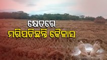 Farmer Allegedly Kills Self After Suffering Crop Damage In Ganjam