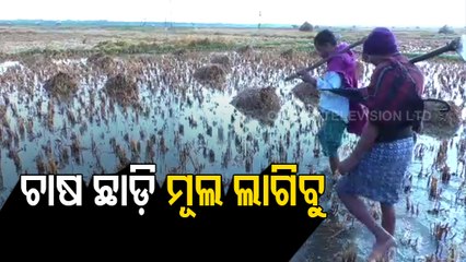 Cyclone Jawad  |  Rains Damage Paddy Crops In Nilagiri, Balasore