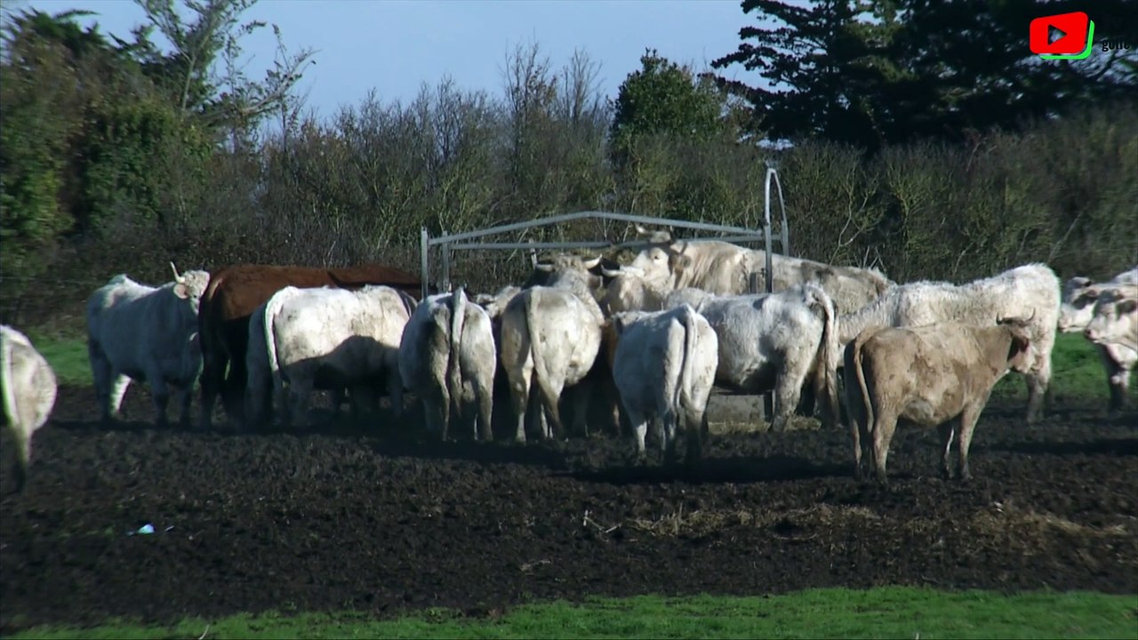 Golfe du Morbihan   |  Les Vaches de l'Ile Tascon - TV Golfe