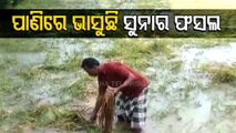 Cyclone Jawad | Paddy Crops Damaged Due To Rainfall In Balasore’s Soro