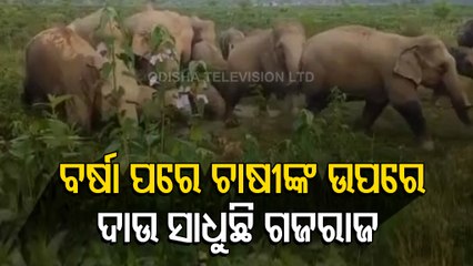 Elephant Herd Damages Crops In Odisha’s Sundargarh